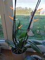 Mon orchidée fait n'importe quoi...  Img_2012