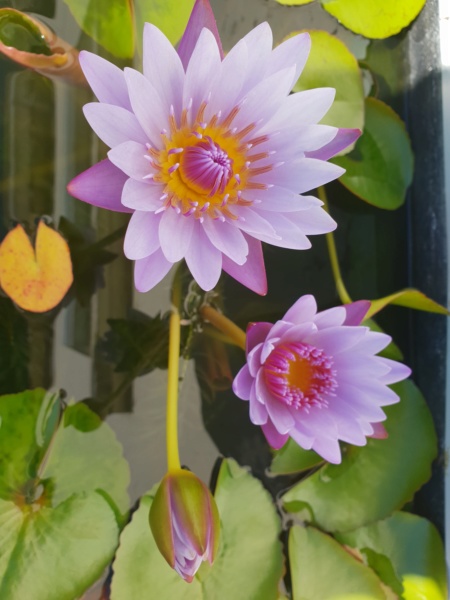 Les nénus et lotus de Gloup - Page 6 20181020