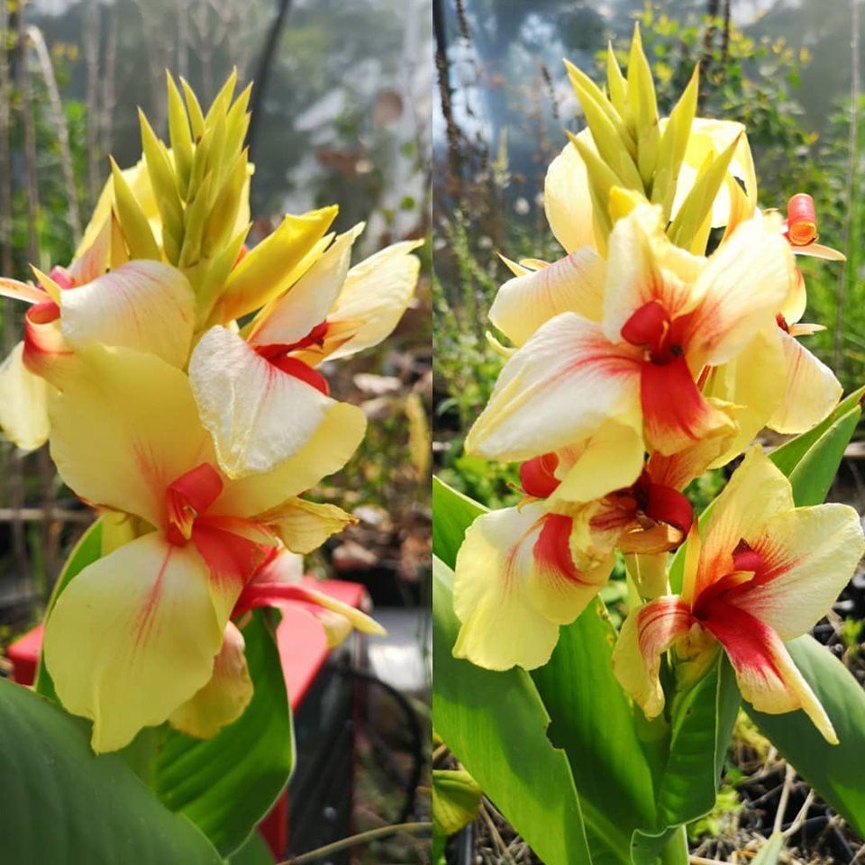 Canna Rosalinda Canna_10