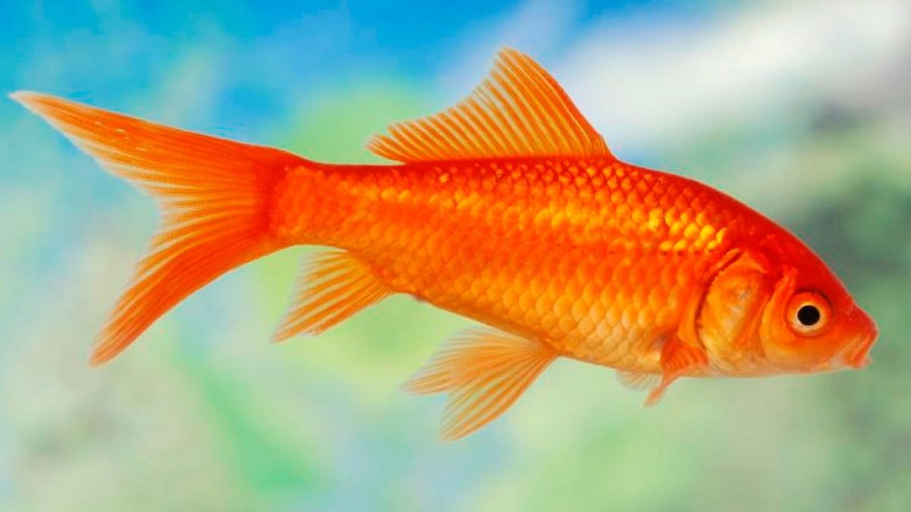 Bassin extérieur / Poisson rouge japonais