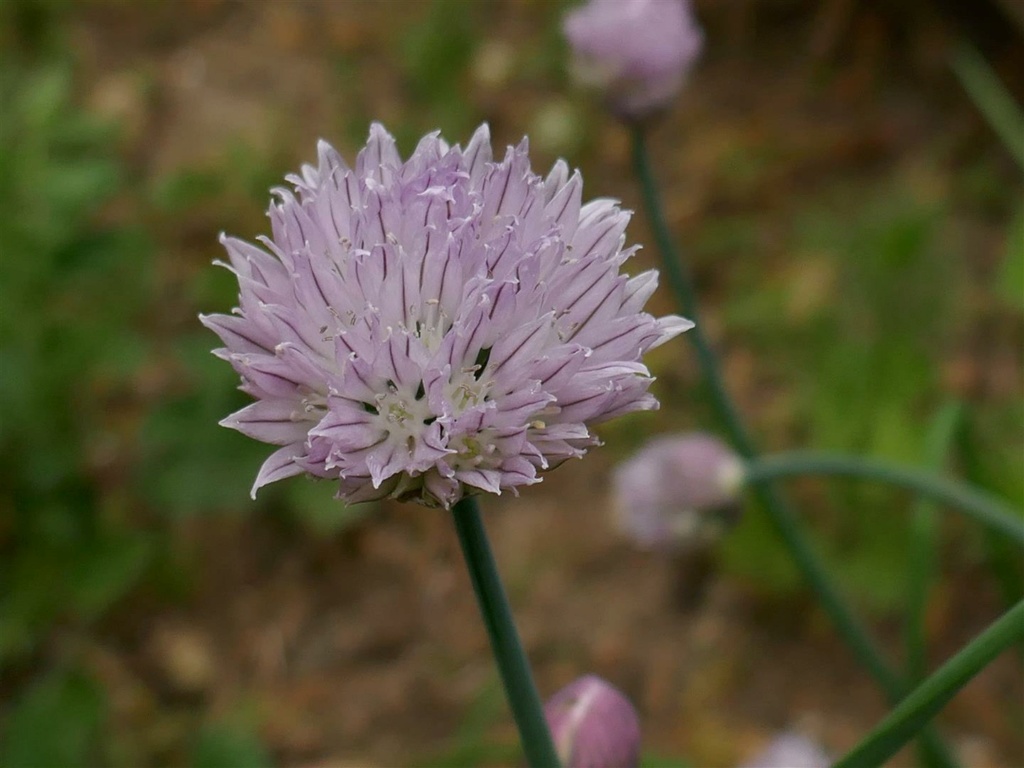 Plantes de Gloup - Page 5 P1000734