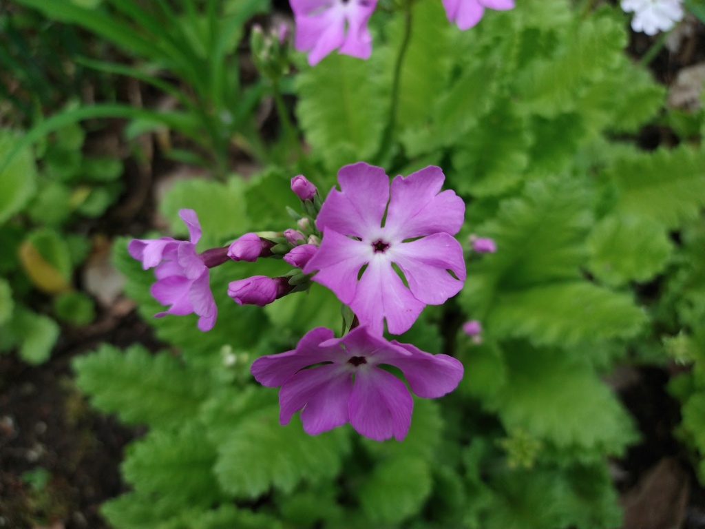 5 - Primula sieboldii Image468