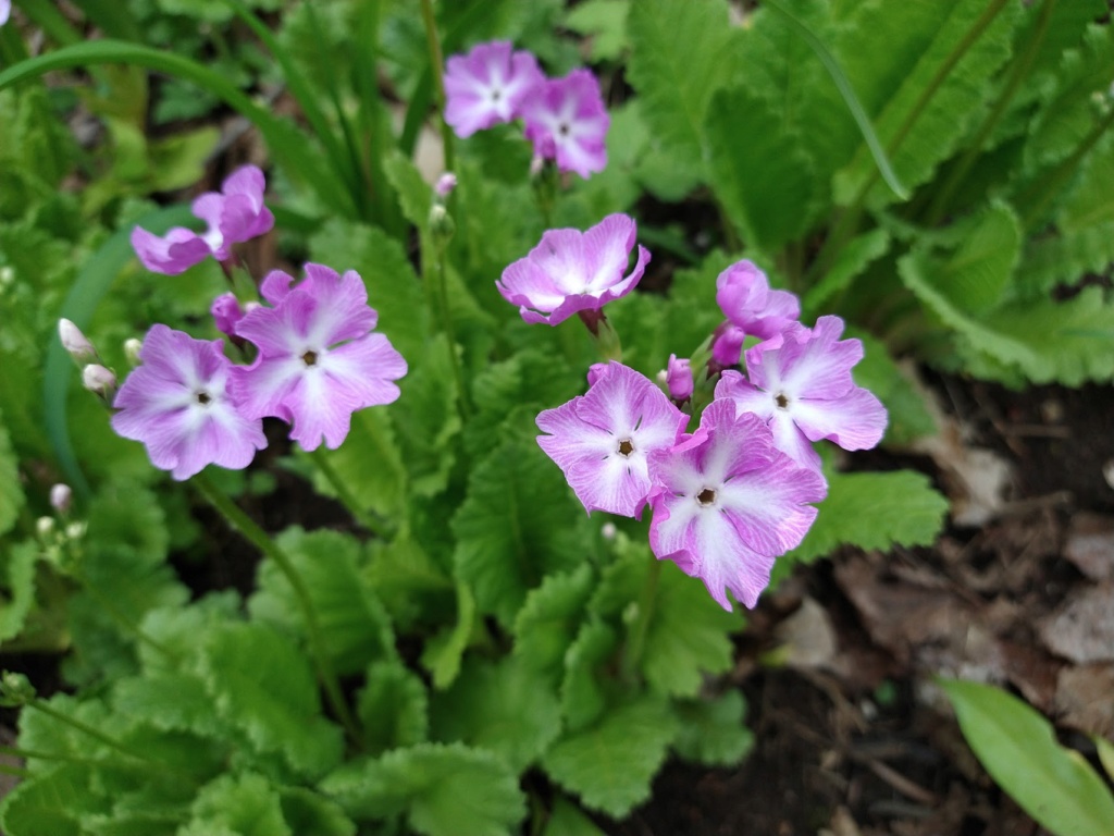 Primula sieboldii Image471