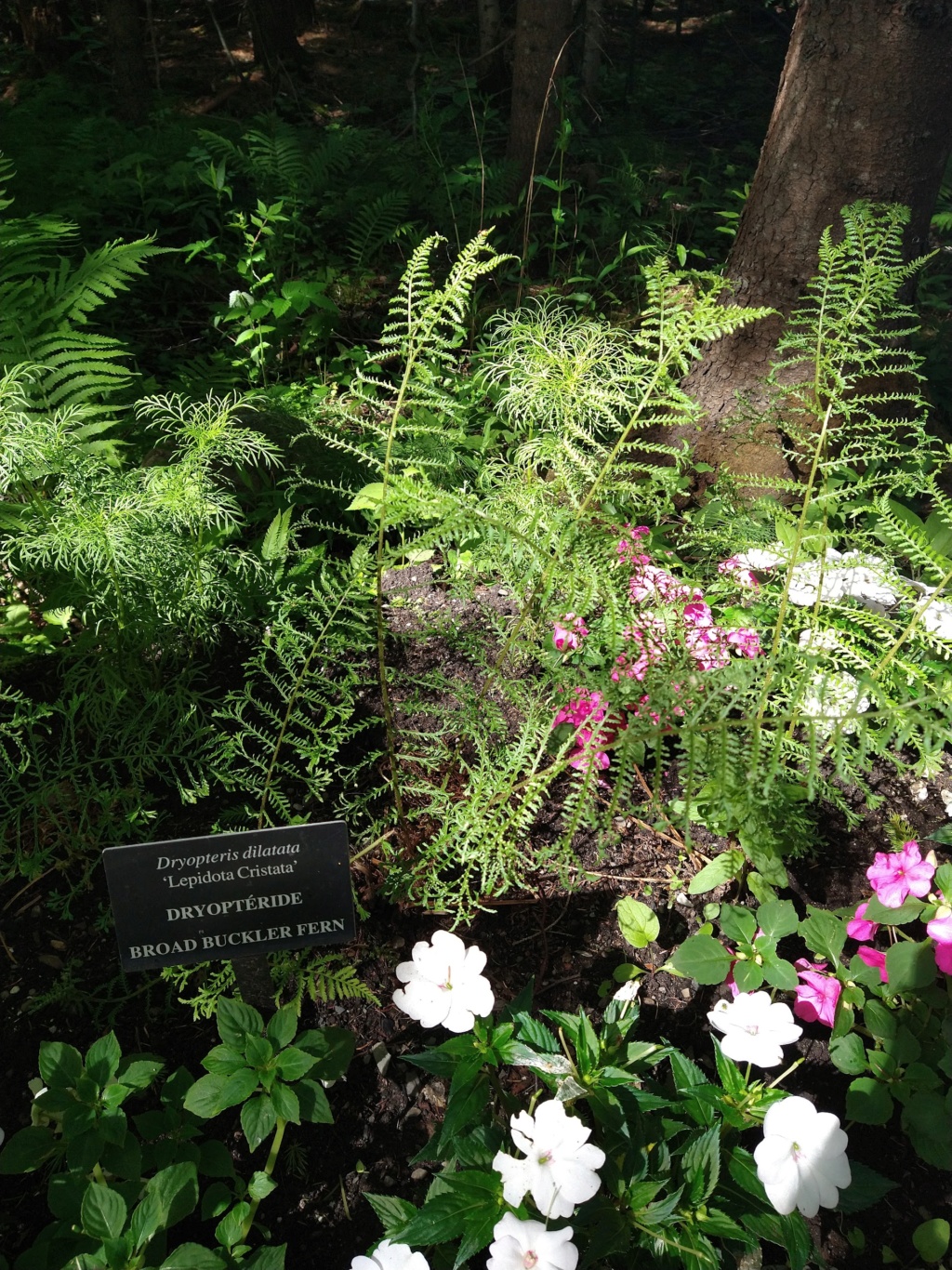 Les fabuleux Jardins de Métis sur Radio-Canada OHdio ! Image591