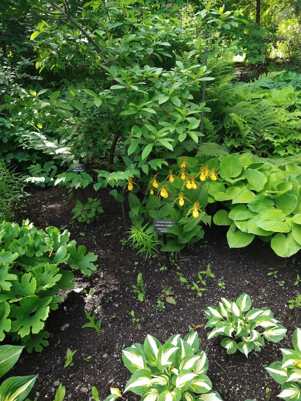 Les fabuleux Jardins de Métis sur Radio-Canada OHdio ! Image599