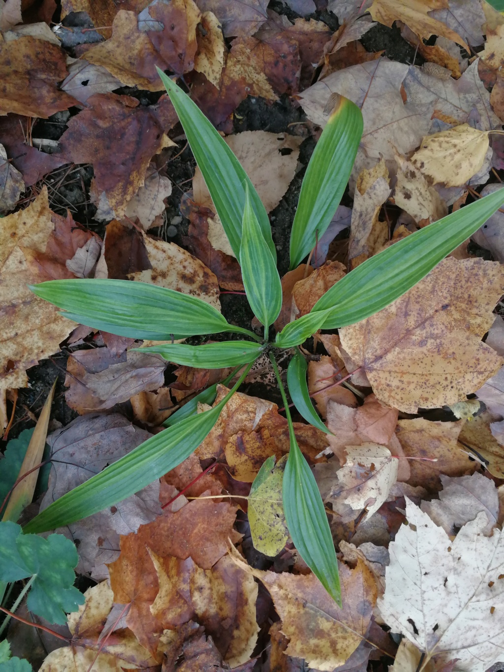 Les Hostas de nos rêves Img_2277