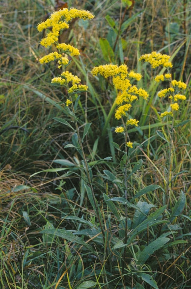 Solidago nemoralis Solida10