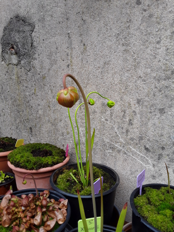 Ma première fleur 20190518