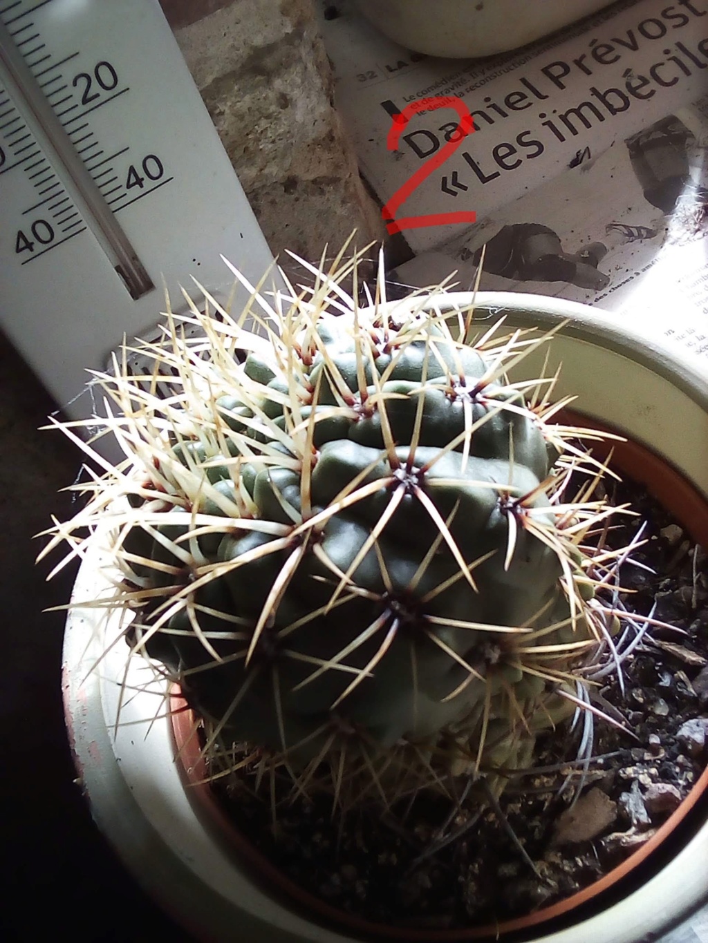 Besoin d'aide pour identifier les cactus/plantes grasses Img_2064