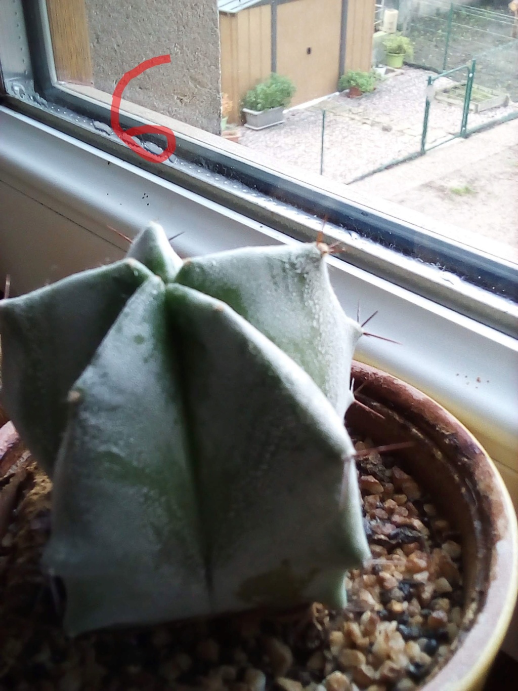 Besoin d'aide pour identifier les cactus/plantes grasses Img_2070
