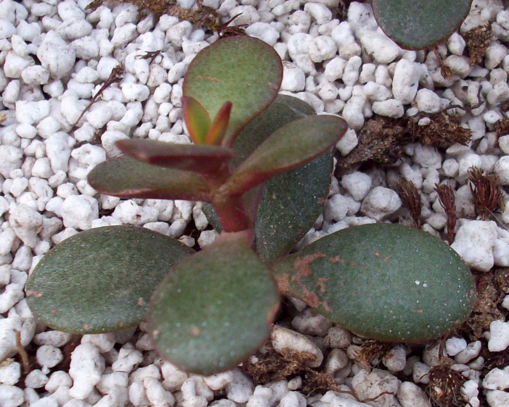 Please help identify these "rusty" leaves on my Jade (crassula ovata) Jade_p12