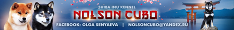 Щенки питомника "Nolson Cubo" от пары Meishuu No Karyuu Go Seyriuu Hashimotosou и Nolson Cubo Bishuy. Дата рождения 20.03.2020 г.o A_u10