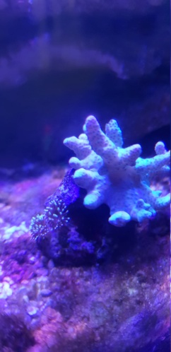 Identification coraux  20190113