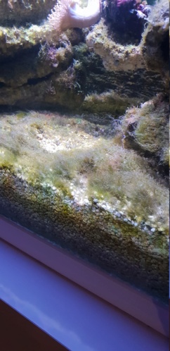 Identification algues 20190116