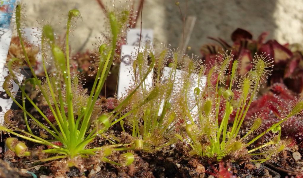 Drosera Intermedia "All green" D_inte10