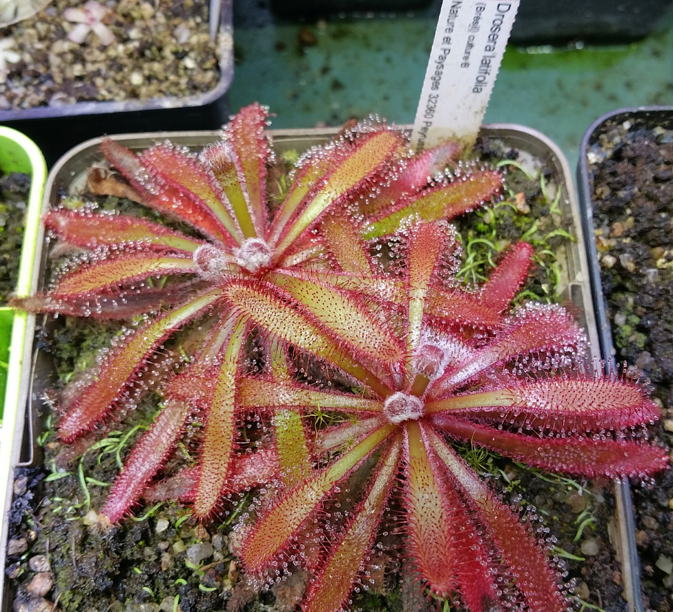 Drosera latifolia {Serra do Cabral, Brazil} D_lati10