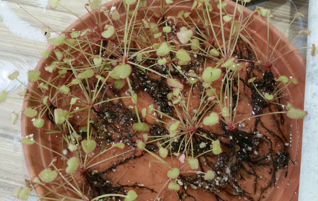 Drosera schizandra - Page 2 D_schi13