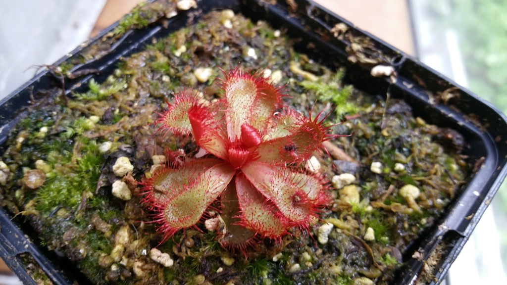 Drosera slakii "feuille large" D_slac10