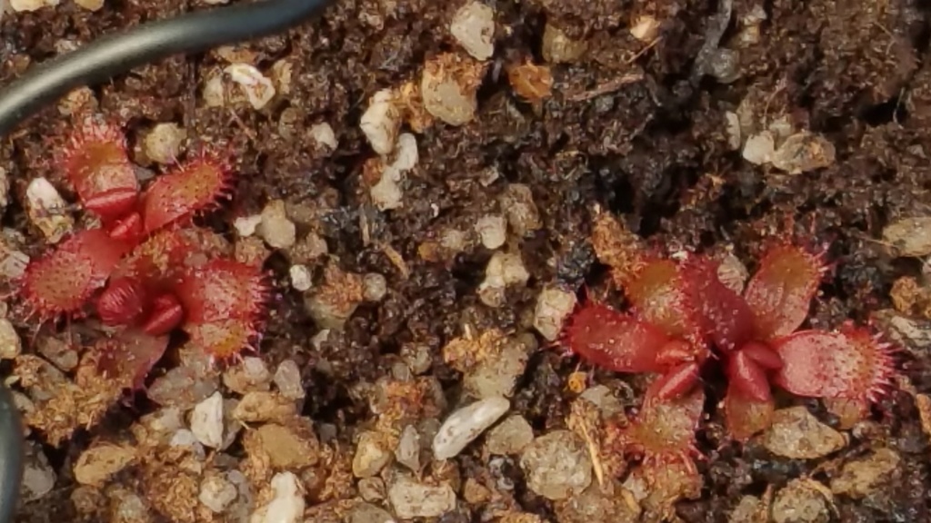 Drosera slakii "feuille large" D_slac11