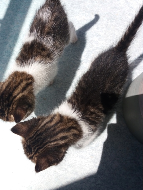 Oseille, Razel, Pavot 3 (Safran 3 En accueil en vue d'adoption) 20190517
