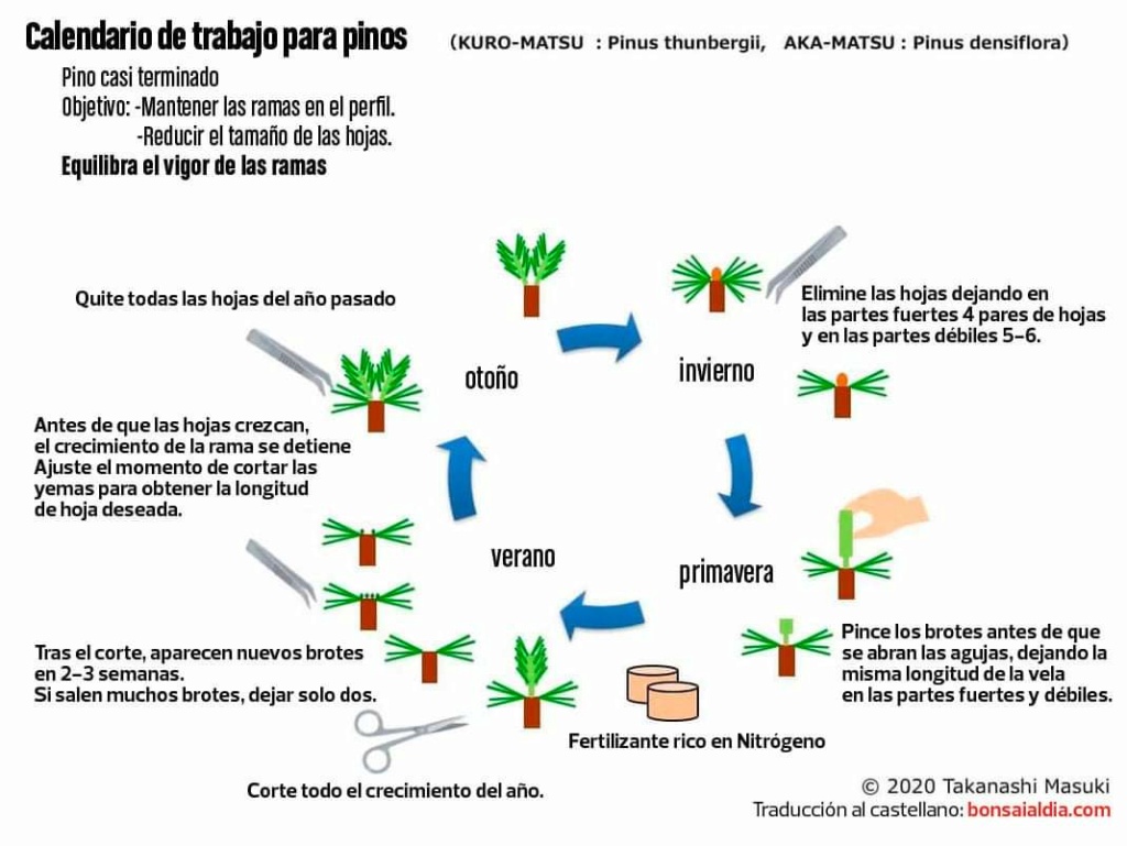 El pino (trabajos, calendario y técnicas) - Página 5 12051010