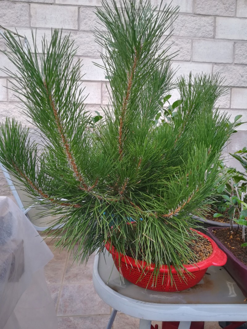 Pino Negro Japonés (Pinus Thunbergii)  20190810