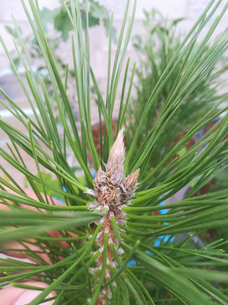 Pino Negro Japonés (Pinus Thunbergii)  20190812