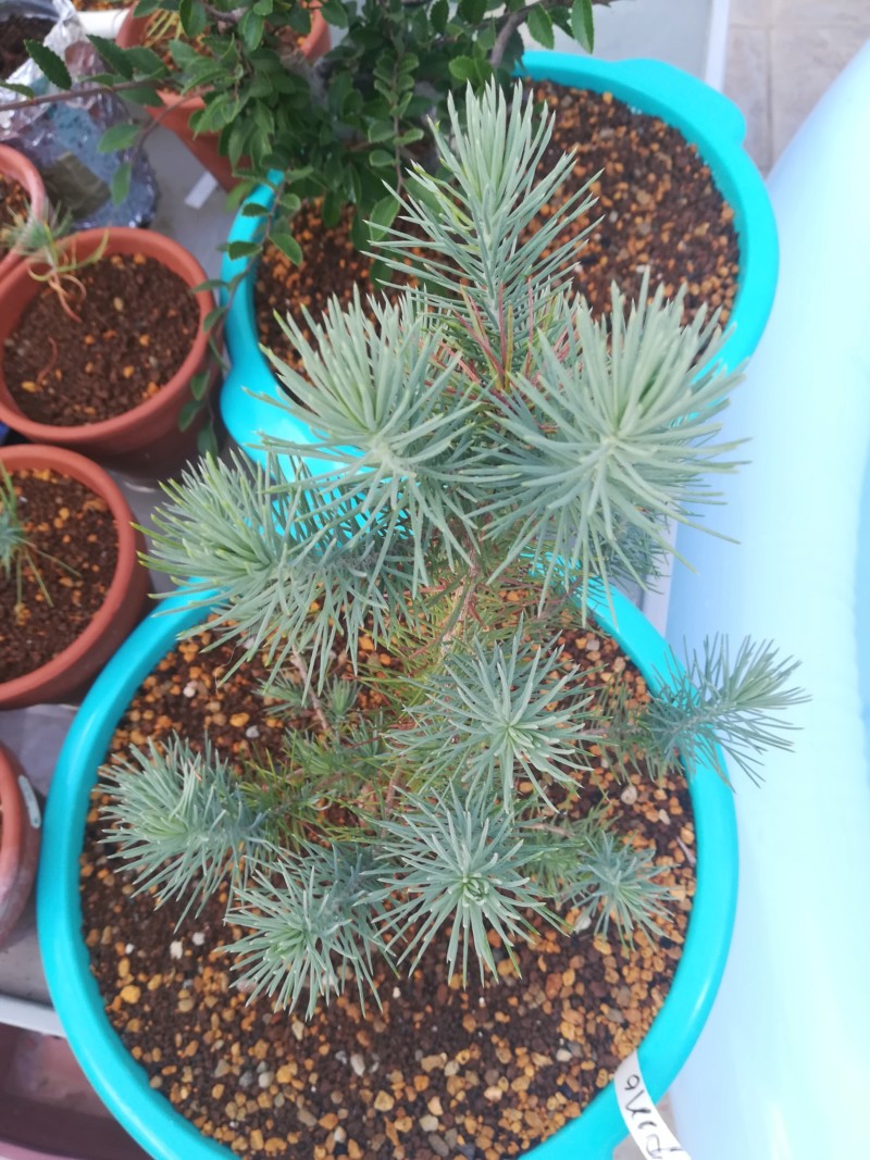 Pino Piñonero (Pinus Pinea) 20190814