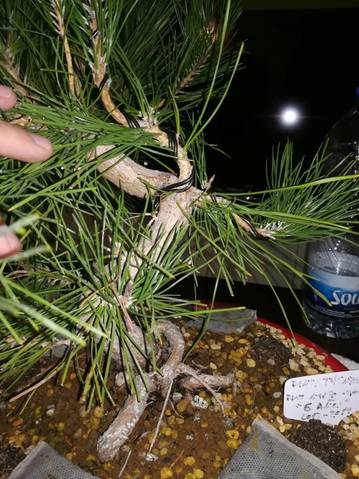 Pino Negro Japonés (Pinus Thunbergii)  - Página 3 20191077