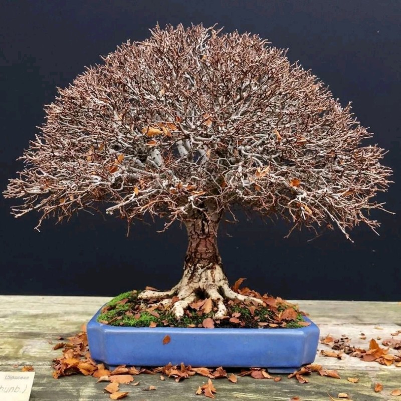 Museo del Bonsai de Luís Vallejo - Página 3 20191120