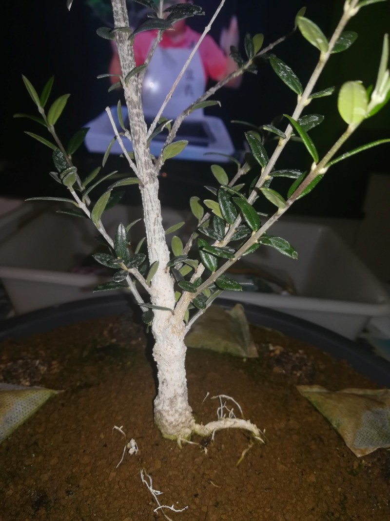 Acebuche (Olea Europaea Sylvestris)  20191135