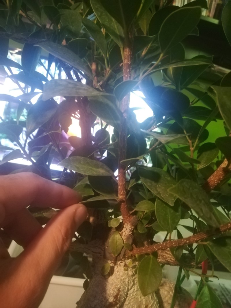Ficus Microcarpa Tiger Bark 20191159