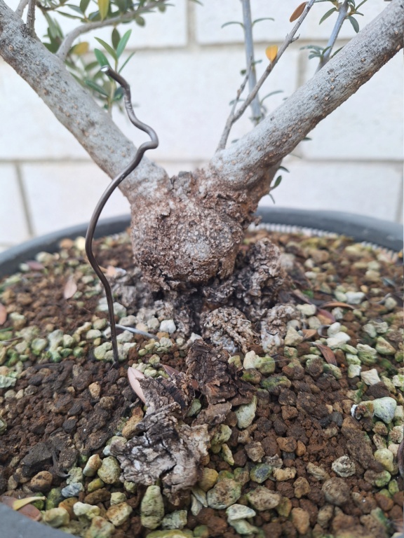 Acebuche (Olea Europaea Sylvestris)  20231047