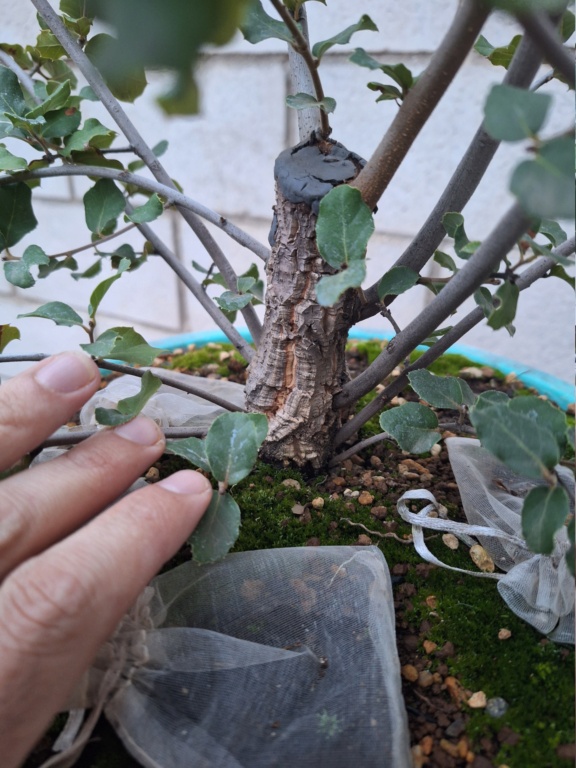Alcornoque (Quercus Suber)  20231052