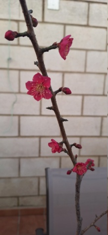 Prunus Mume Beni Chidori (Albaricoquero japonés)  20240220