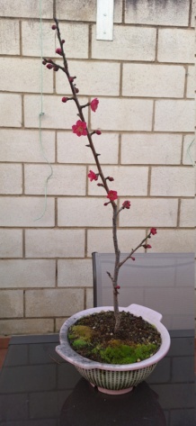 Prunus Mume Beni Chidori (Albaricoquero japonés)  20240221