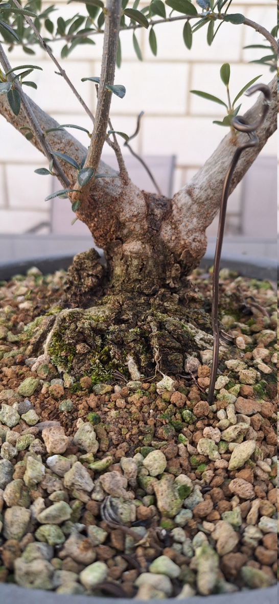 Acebuche (Olea Europaea Sylvestris)  20240325