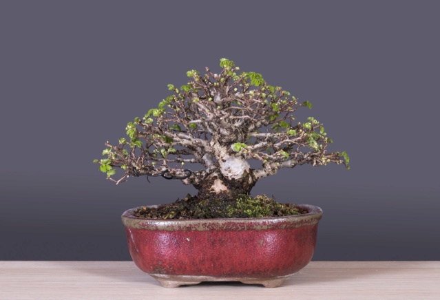 Zelkova Nire - Página 2 Bonsai11