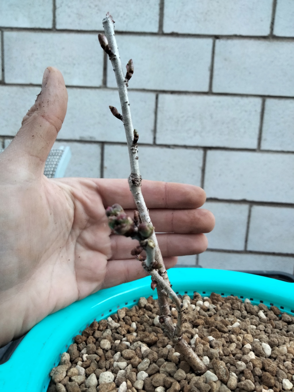 Prunus Incisa Mikinori Img20127