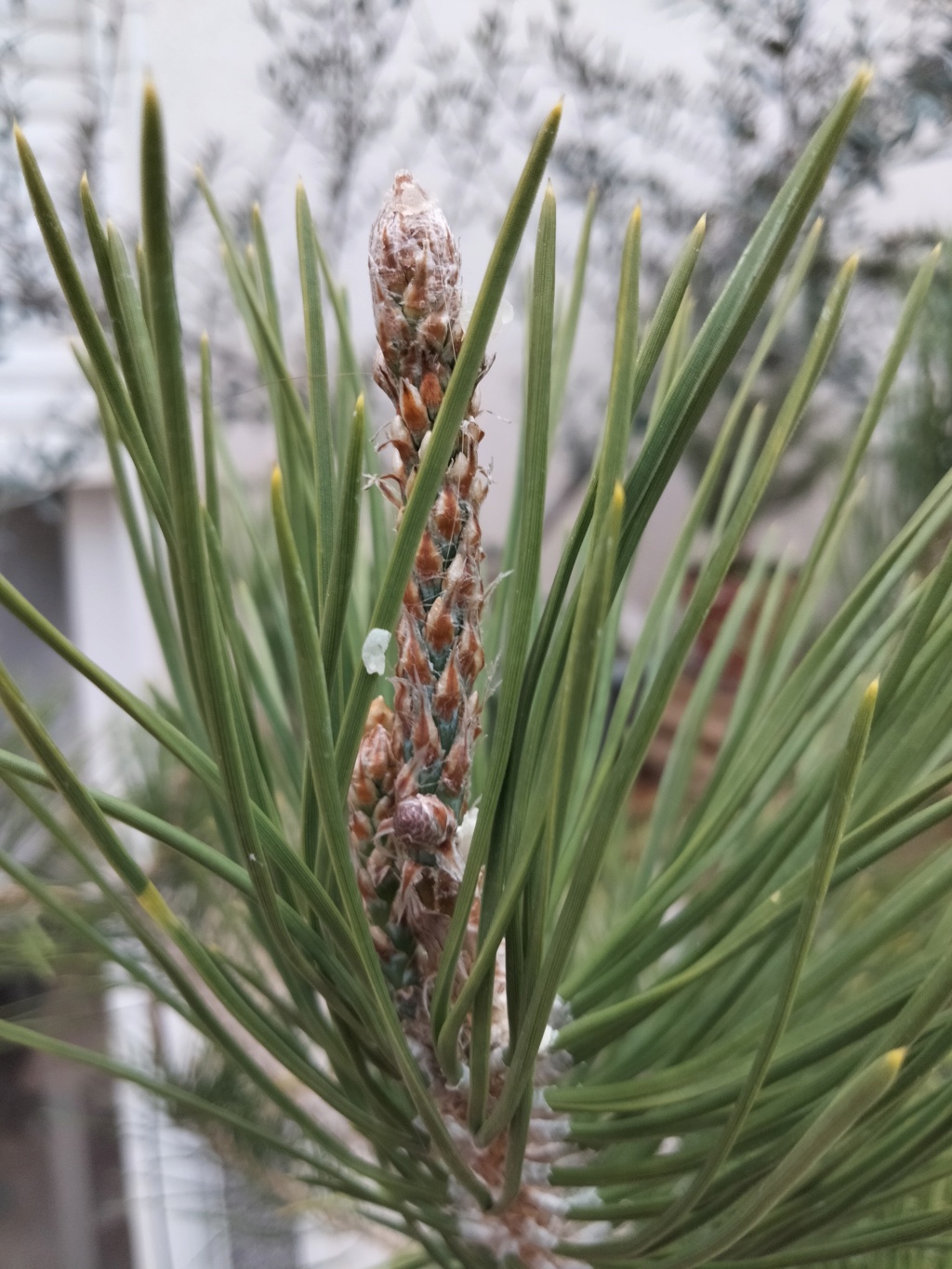 Pino Negro Japonés (Pinus Thunbergii)  - Página 4 Img20160
