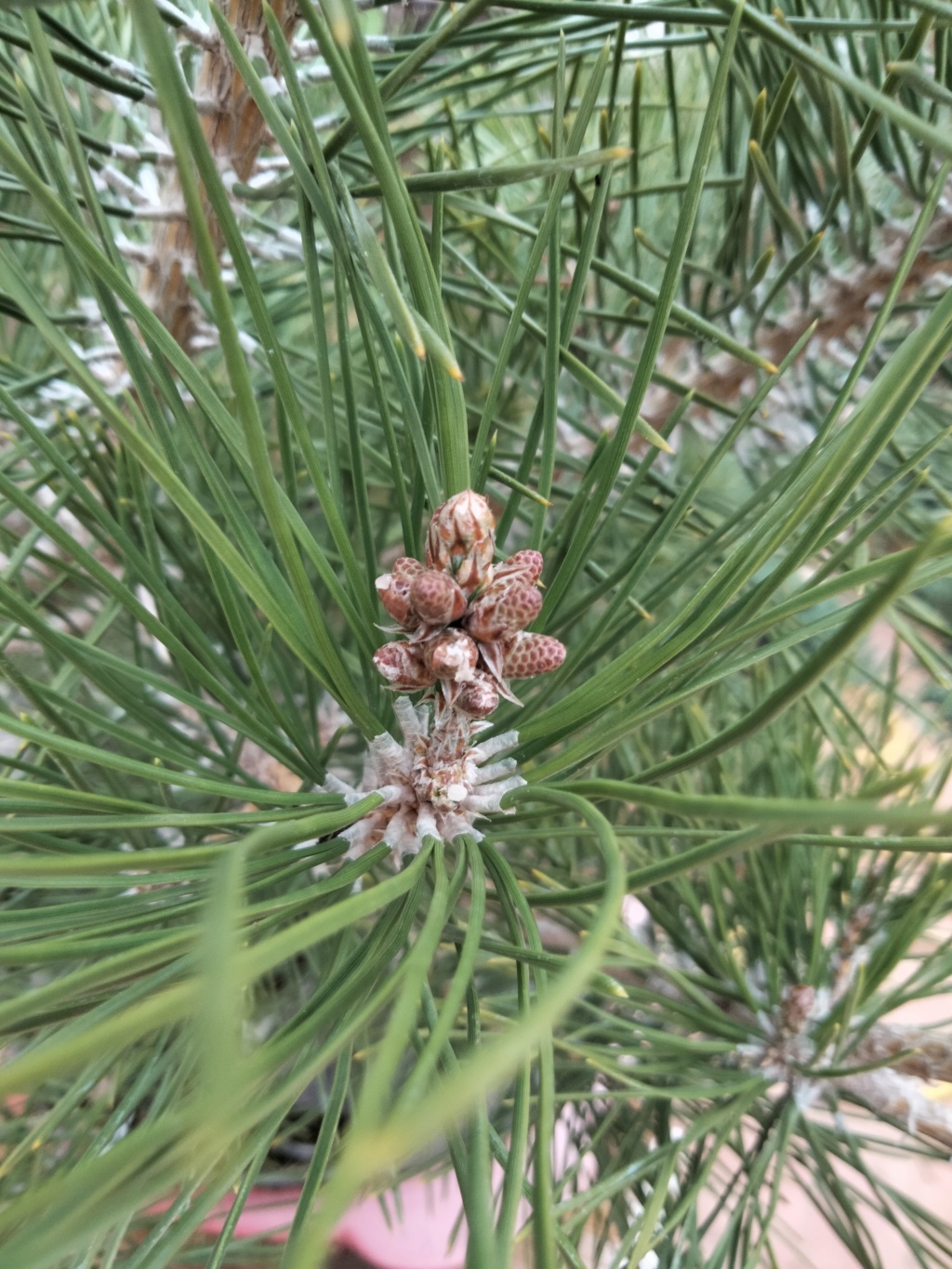 Pino Negro Japonés (Pinus Thunbergii)  - Página 4 Img20162