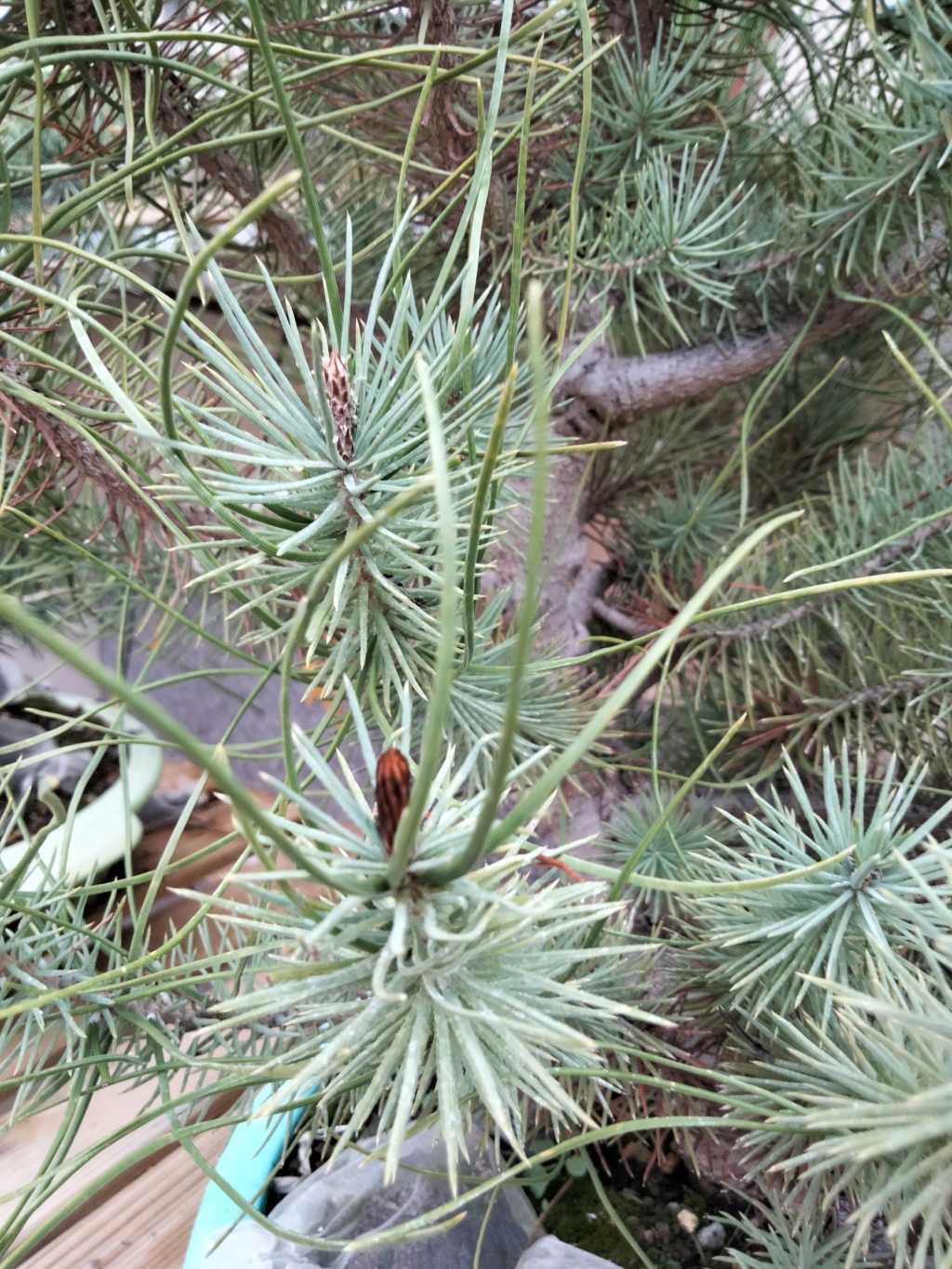 Pino Piñonero (Pinus Pinea) - Página 2 Img20165