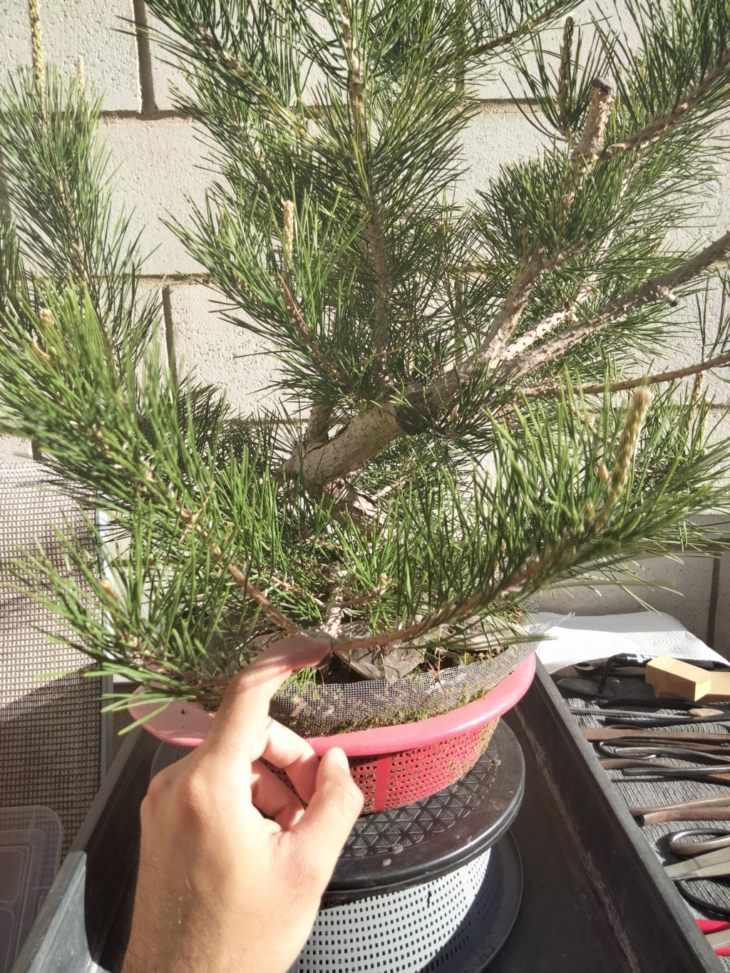 Pino Negro Japonés (Pinus Thunbergii)  - Página 4 Img20318
