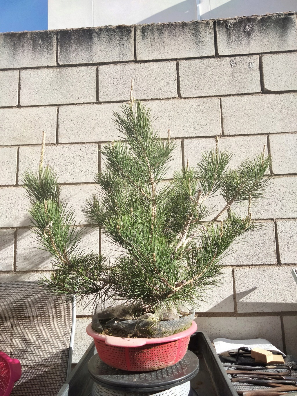 Pino Negro Japonés (Pinus Thunbergii)  - Página 4 Img20320
