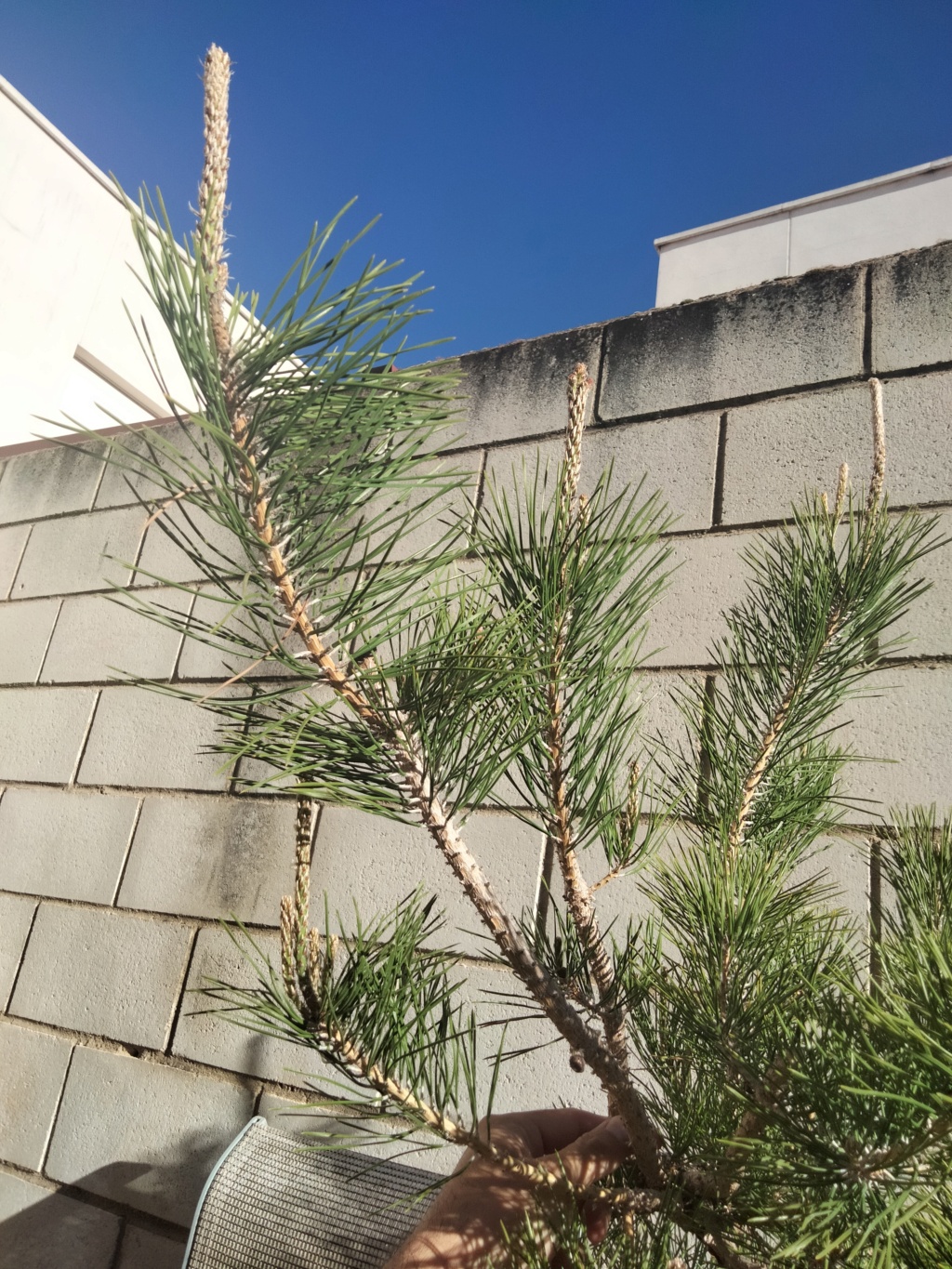 Pino Negro Japonés (Pinus Thunbergii)  - Página 4 Img20321
