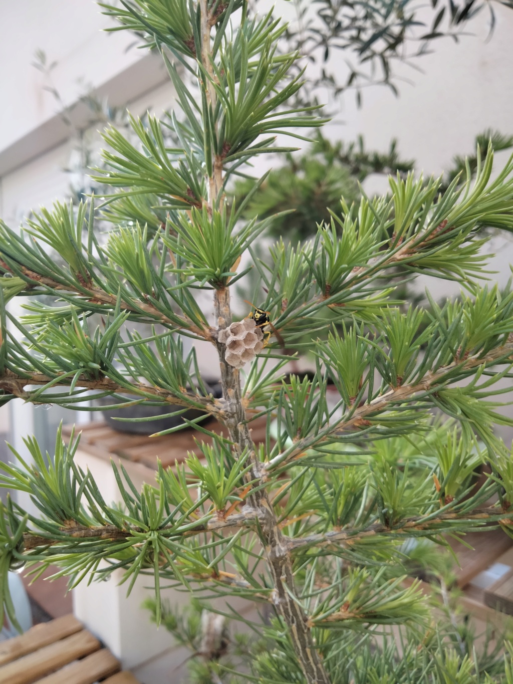 Cedro del Atlas (Cedrus Atlántica)  Img20339