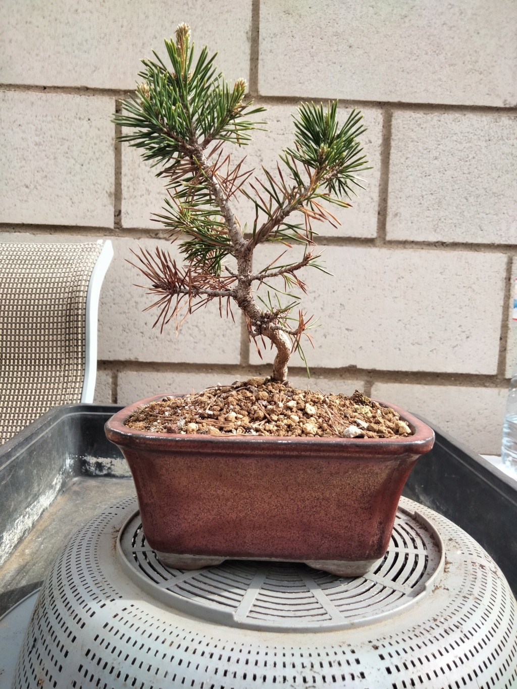  Pino Silvestre (Pinus Sylvestris) Img20341