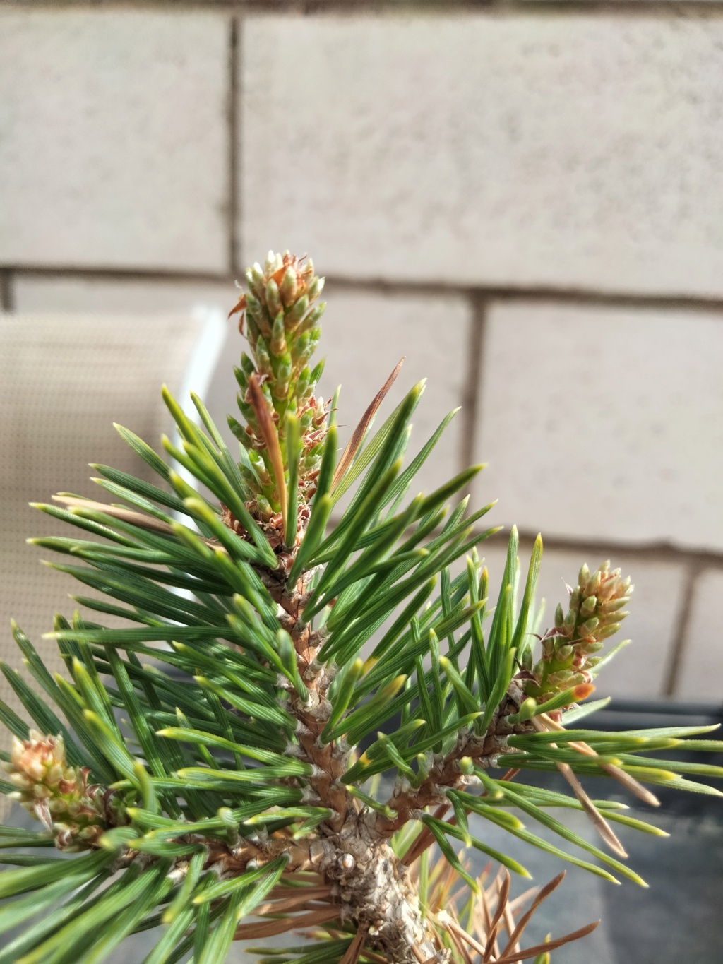  Pino Silvestre (Pinus Sylvestris) Img20342