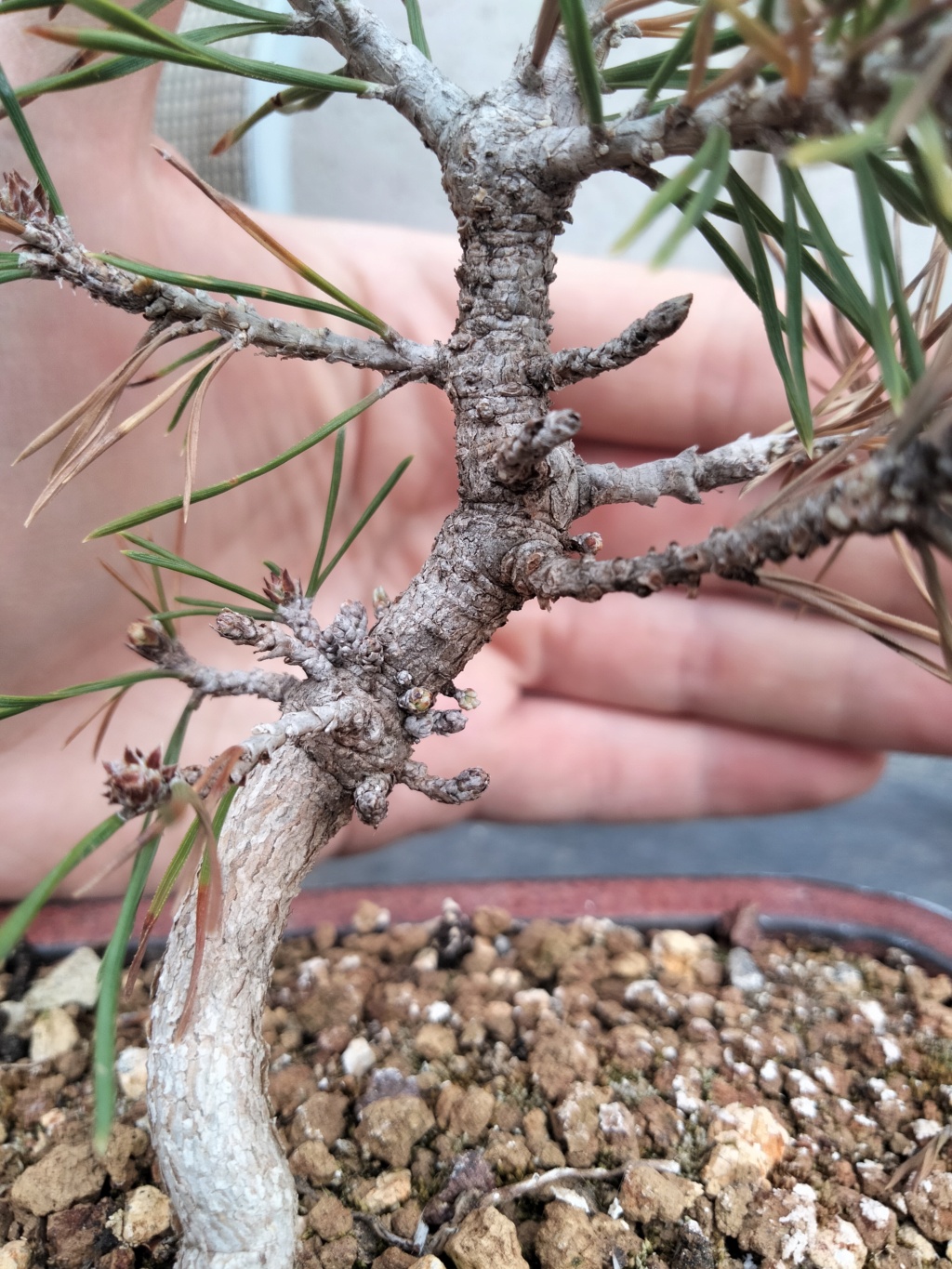  Pino Silvestre (Pinus Sylvestris) Img20343