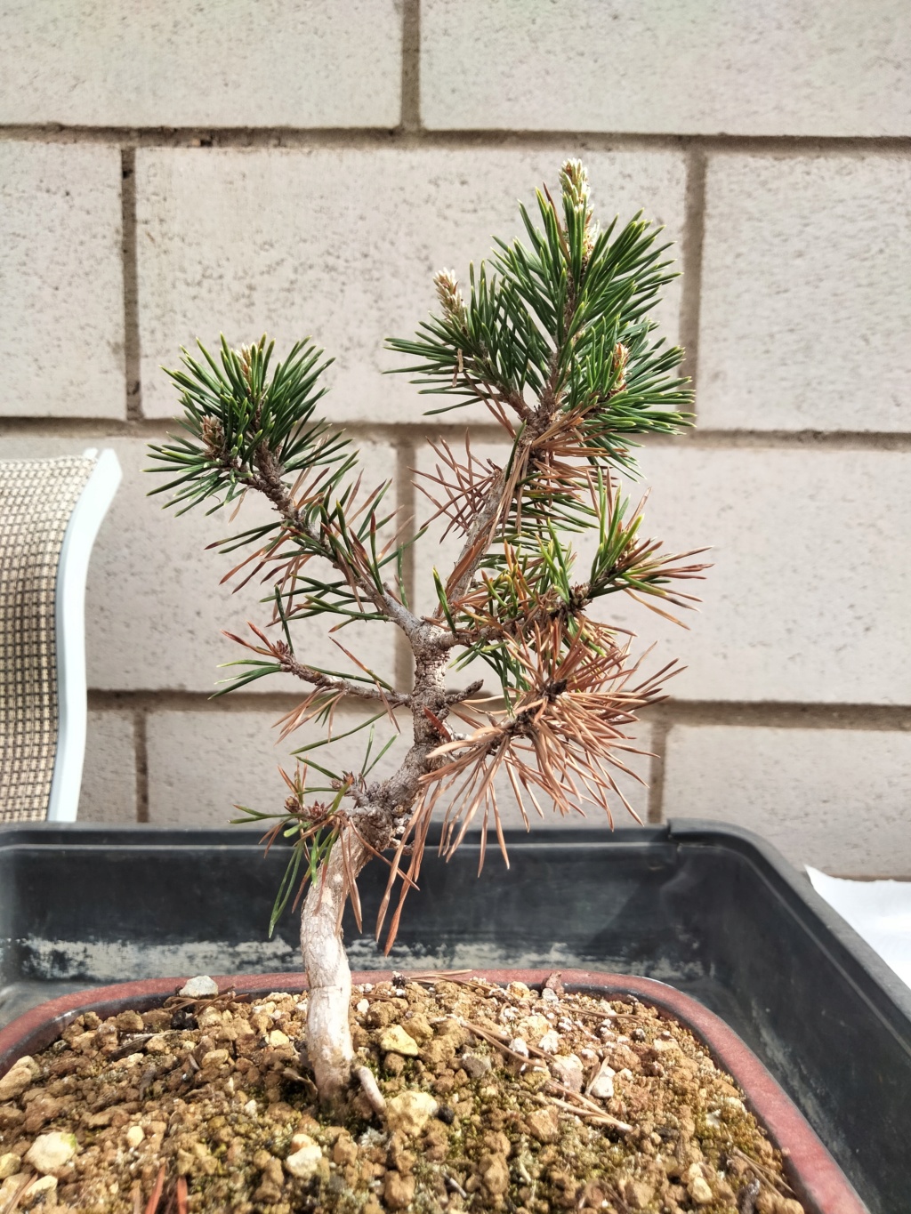  Pino Silvestre (Pinus Sylvestris) Img20344
